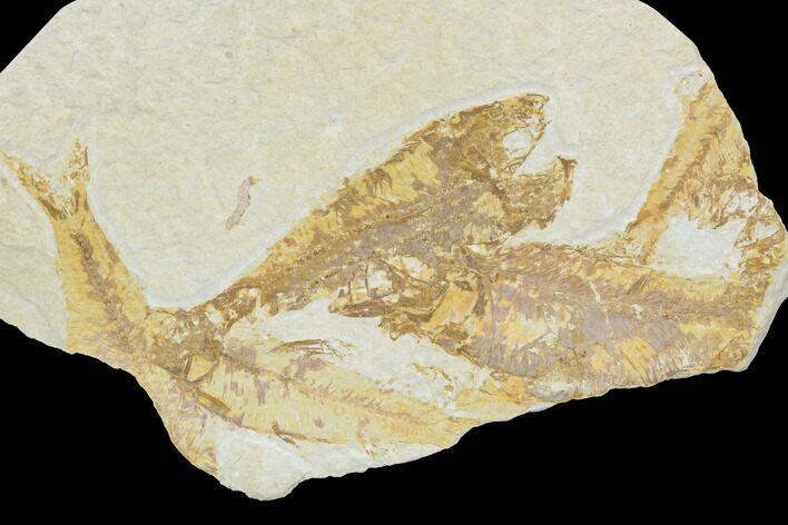 Fossil Fish (Knightia) Plate - Wyoming #126046